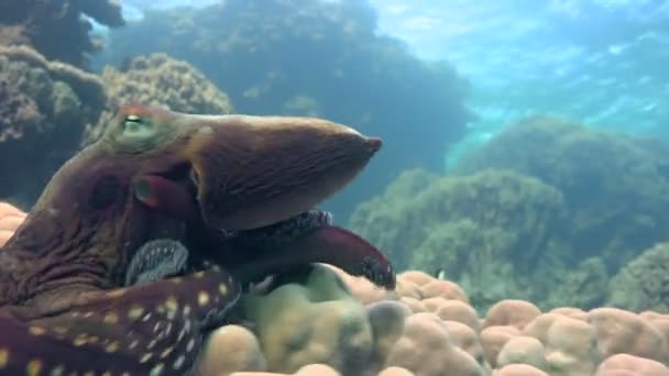 Un pulpo cambia rápidamente de color, forma y estructura corporal. Emocionante buceo en el Mar Rojo cerca de Egipto . — Vídeos de Stock