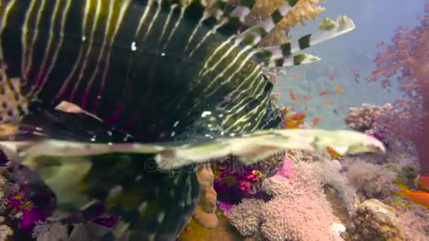Kecses lionfish. Izgalmas búvárkodás a Vörös-tenger közelében Egyiptom. — Stock videók