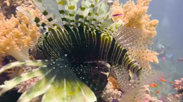 Gracieux poisson-lion. Plongée sous-marine passionnante dans la mer Rouge près de l'Egypte . — Video