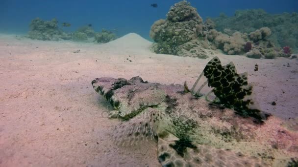 Krokodil fisk. Spännande dykning i Röda havet nära Egypten. — Stockvideo