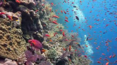 Elphinstone renkli mercan resif. Heyecan verici scuba diving Mısır yakınlarında Kızıldeniz.