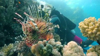  Zarif lionfish. Heyecan verici scuba diving Mısır yakınlarında Kızıldeniz.