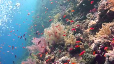 Elphinstone renkli mercan resif. Heyecan verici scuba diving Mısır yakınlarında Kızıldeniz.