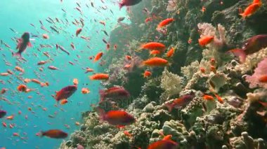 Elphinstone renkli mercan resif. Heyecan verici scuba diving Mısır yakınlarında Kızıldeniz.