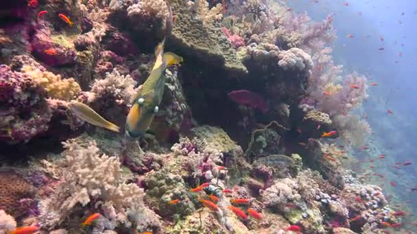 Triggerfish en el arrecife de Elphinstone. Emocionante buceo en el Mar Rojo cerca de Egipto . — Vídeo de stock