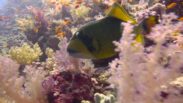 Triggerfish на риф велика. Захоплюючий дайвінг в Червоному морі біля Єгипту. — стокове відео