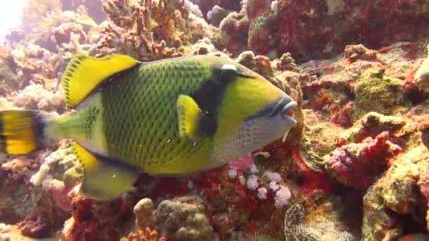 Triggerfish no recife de Elphinstone. Mergulho emocionante no Mar Vermelho perto do Egito . — Vídeo de Stock