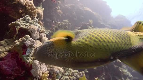 Triggerfish útesu Elphinstone. Vzrušující potápění v Rudém moři v Egyptě. — Stock video