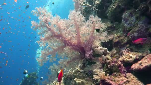Barevný korálový útes Elphinstone. Vzrušující potápění v Rudém moři v Egyptě. — Stock video