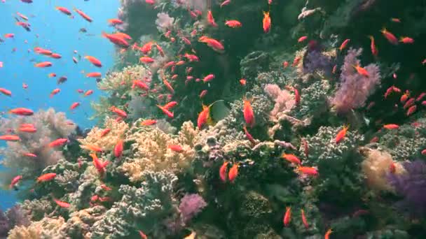 Colorido arrecife de coral de Elphinstone. Emocionante buceo en el Mar Rojo cerca de Egipto. Pez mariposa . — Vídeo de stock