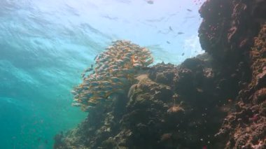  Balıklara balık renkli bir sürü Elphinstone kayalıkta. Heyecan verici scuba diving Mısır yakınlarında Kızıldeniz.