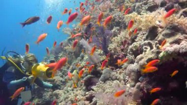 Sualtı kameramanı imparatorluk Elphinstone kayalıkta melek balıklarının vuruyor. Heyecan verici scuba diving Mısır yakınlarında Kızıldeniz.