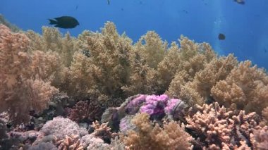 Scorpionfish. Heyecan verici scuba diving Mısır yakınlarında Kızıldeniz.