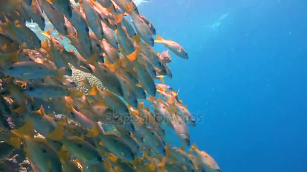 A colorful flock of snappers fish on the reef of Elphinstone. Exciting scuba diving in the Red sea near Egypt. — Stock Video