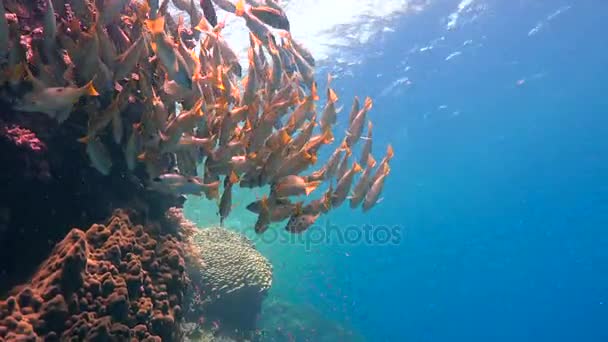 Um rebanho colorido de snappers peixes no recife de Elphinstone. Mergulho emocionante no Mar Vermelho perto do Egito . — Vídeo de Stock