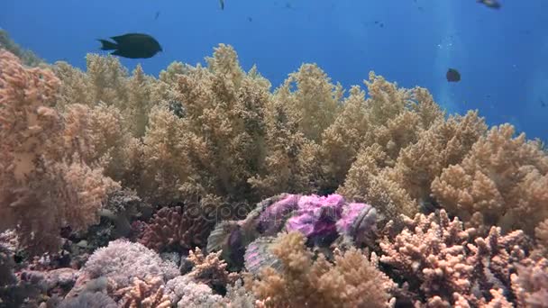 Scorpionfish. Heyecan verici scuba diving Mısır yakınlarında Kızıldeniz. — Stok video