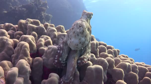 Ośmiornica szybko zmienia kolor, kształt i budowa ciała. Ekscytujące nurkowania w Morzu Czerwonym, w pobliżu Egipt. — Wideo stockowe