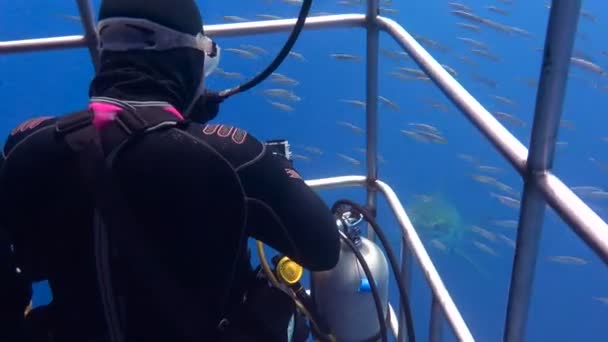 Fascinating underwater diving with Great white sharks off the island of Guadalupe in the Pacific ocean. Mexico. — Stock Video