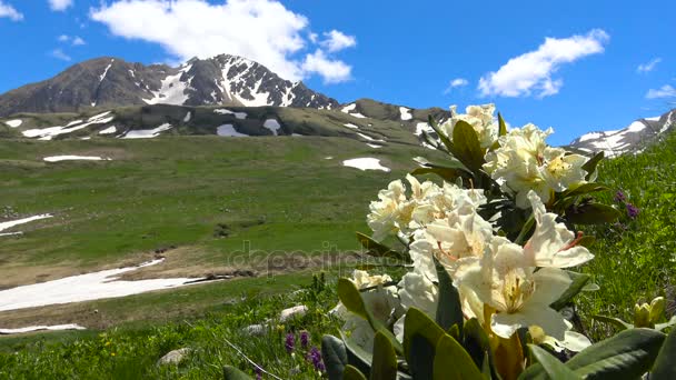 풍부한 꽃 진달래 산 Oshten 부근. 백인 산입니다. 러시아. — 비디오