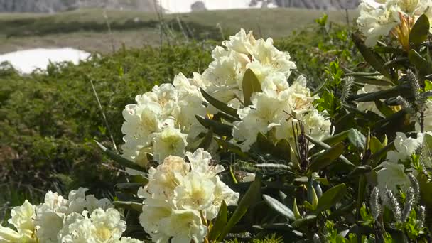 Rhododendrons florissants abondants à proximité de la montagne Oshten. Les montagnes du Caucase. Russie . — Video