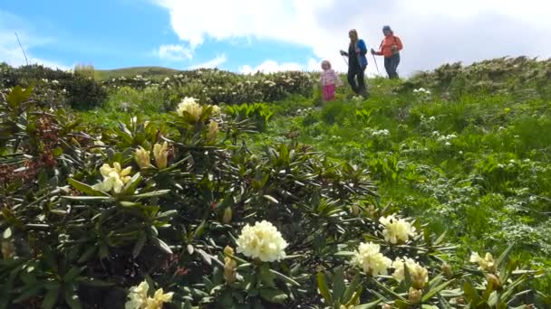 Bőséges virágzó rododendronok közelében a hegy Oshten. A kaukázusi-hegység. Oroszország. — Stock videók