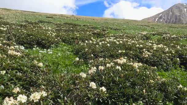 Overvloedige bloeiende rododendrons in de nabijheid van de berg Oshten. De Kaukasische bergen. Rusland. — Stockvideo