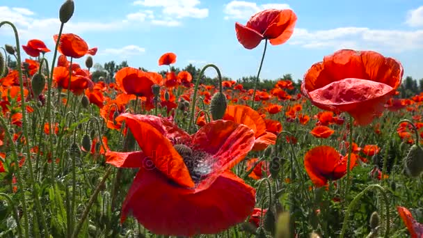 Kvetoucí makové pole poblíž Krasnodar. Rusko. — Stock video