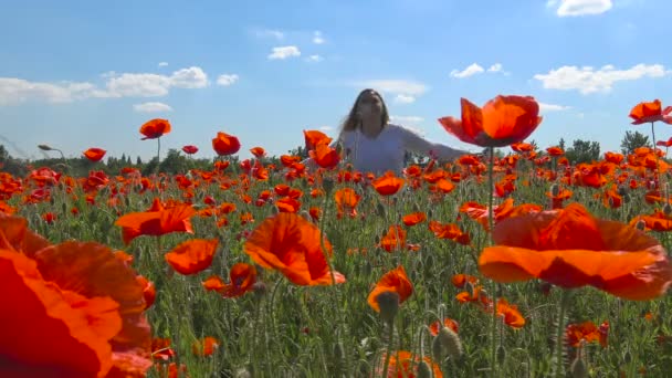 Een bloeiende klaproos-veld in de buurt van Krasnodar. Rusland. — Stockvideo