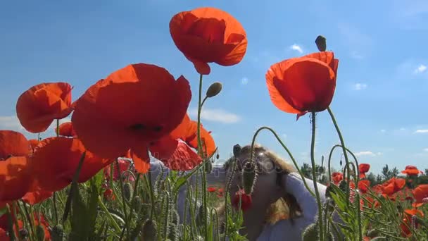 Een bloeiende klaproos-veld in de buurt van Krasnodar. Rusland. — Stockvideo