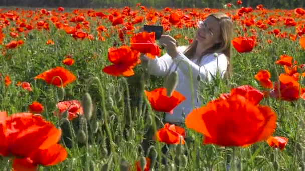 크라스노다르 근처 꽃 양 귀 비 필드입니다. 러시아. — 비디오