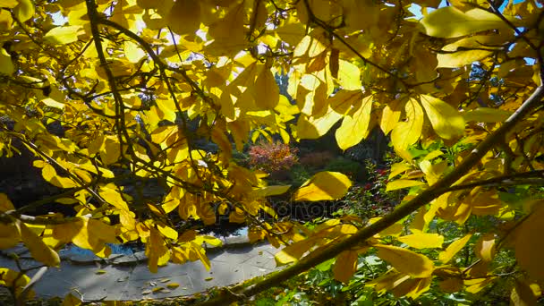 De heldere kleuren van de herfst natuur in de uitlopers van de Kaukasus. — Stockvideo