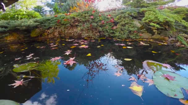 De heldere kleuren van de herfst natuur in de uitlopers van de Kaukasus. Op de oever van lake forest. — Stockvideo