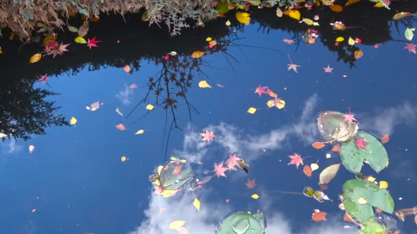 I colori vivaci della natura autunnale ai piedi del Caucaso. Sulla riva della foresta lacustre . — Video Stock