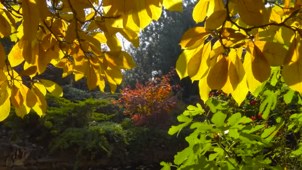 Les couleurs vives de la nature automnale dans les contreforts du Caucase .