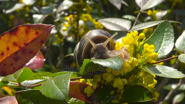Spring in the public gardens of Krasnodar. Snails in the flowering shrubs. Russia. — Stock Video
