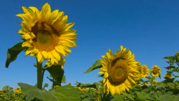 Campo floreciente de girasoles cerca de Krasnodar. Rusia . — Vídeos de Stock