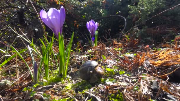 In the city garden blooming crocuses. Russia. Krasnodar. — Stock Video