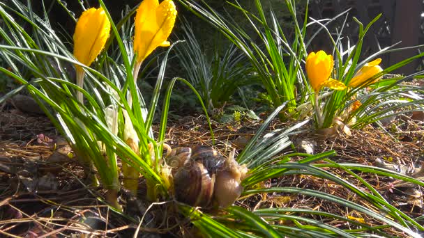 で市の庭咲くクロッカス。ロシア。クラスノダール. — ストック動画