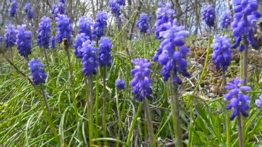 Kafkas Dağları Muscari çiçekli. Rusya.