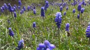 Kafkas Dağları Muscari çiçekli. Rusya.