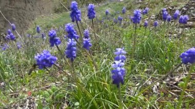 Kafkas Dağları Muscari çiçekli. Rusya.