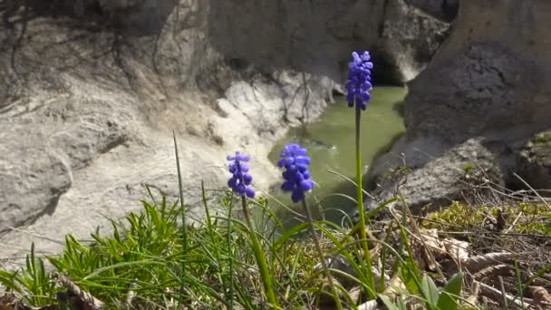 En las montañas del Cáucaso floreció Muscari. Rusia . — Vídeos de Stock