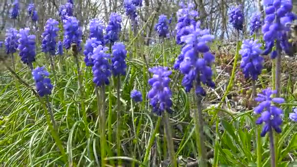 In the Caucasus mountains flowered Muscari. Russia. — Stock Video