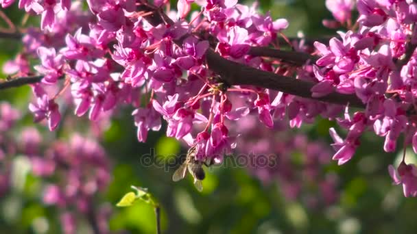 Las abejas recogen el néctar de los arbustos que florecen en el parque de la ciudad de Krasnodar. Rusia . — Vídeos de Stock