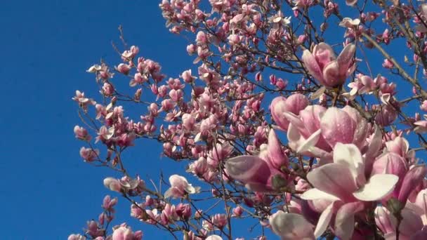 Fényes és színes virágzó magnólia fák a nyilvános kertekben, a Krasznodar. — Stock videók
