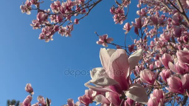 Hell und bunt blühende Magnolienbäume in den öffentlichen Gärten von Krasnodar. — Stockvideo