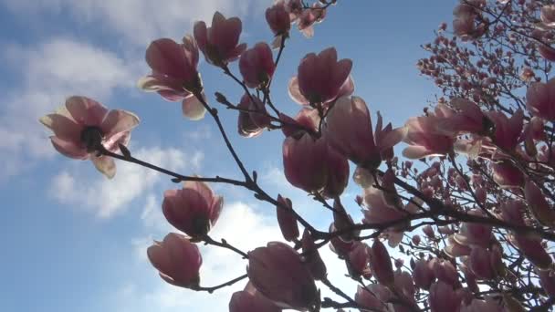 Fényes és színes virágzó magnólia fák a nyilvános kertekben, a Krasznodar. — Stock videók