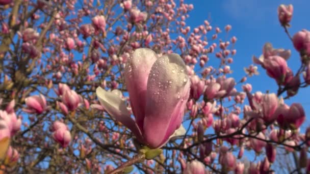 Магнолія яскравих і барвистих квітучих дерев у сквери Краснодар. — стокове відео