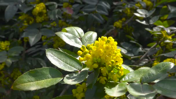 Bin samlar in nektar blommande buskar i staden Park i Krasnodar. Ryssland. — Stockvideo