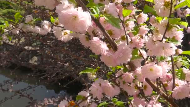 Las abejas recogen el néctar de los arbustos que florecen en el parque de la ciudad de Krasnodar. Rusia . — Vídeos de Stock